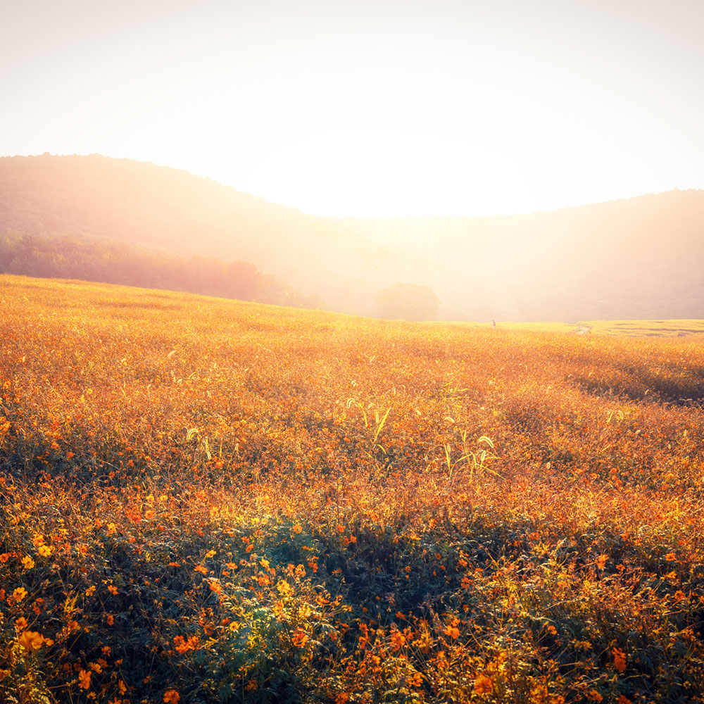 Sunset, sunrise, dawn, flowers, fog