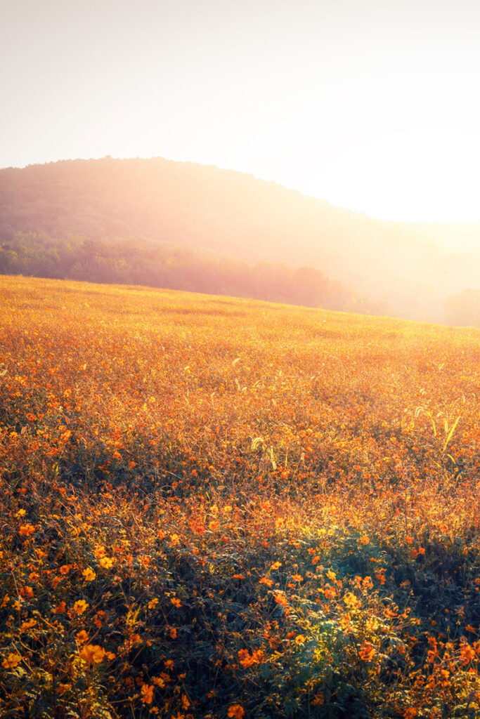 Sunset, sunrise, dawn, flowers, fog